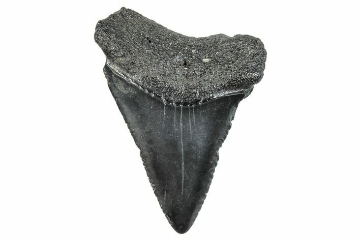 Serrated, Fossil Great White Shark Tooth - South Carolina #273862